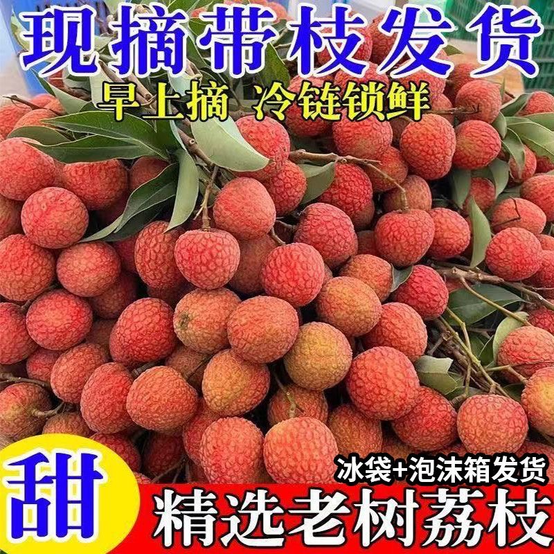 【次日达】现摘新鲜荔枝 当季新鲜 3斤5斤包邮 现摘现发 白糖罂荔枝