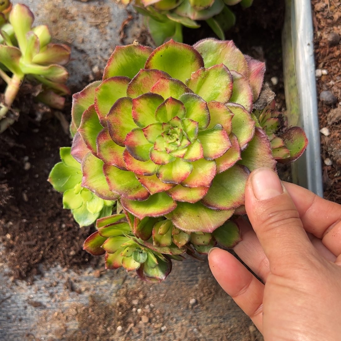 89龙鳞一颗5多肉多肉