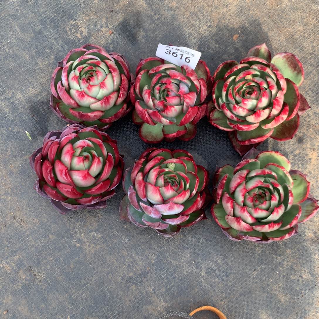 大***子3616一物一拍6颗8厘米