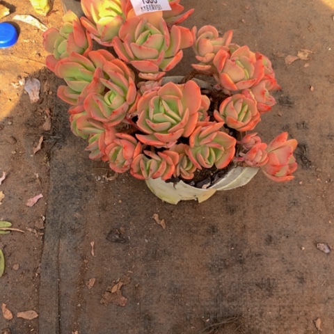 时*?1386火焰玫瑰多肉