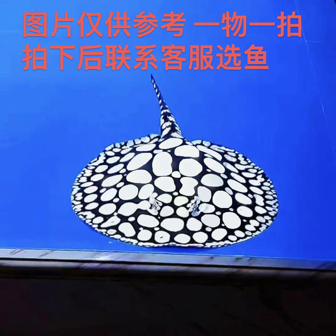 5888黑白皇冠魟鱼活体热带大型观赏鱼淡水（一物一拍）图片仅供参考