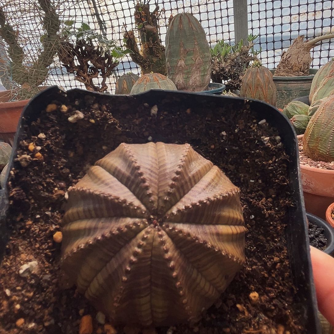 黄咖色植物特殊性，拍下不退不换