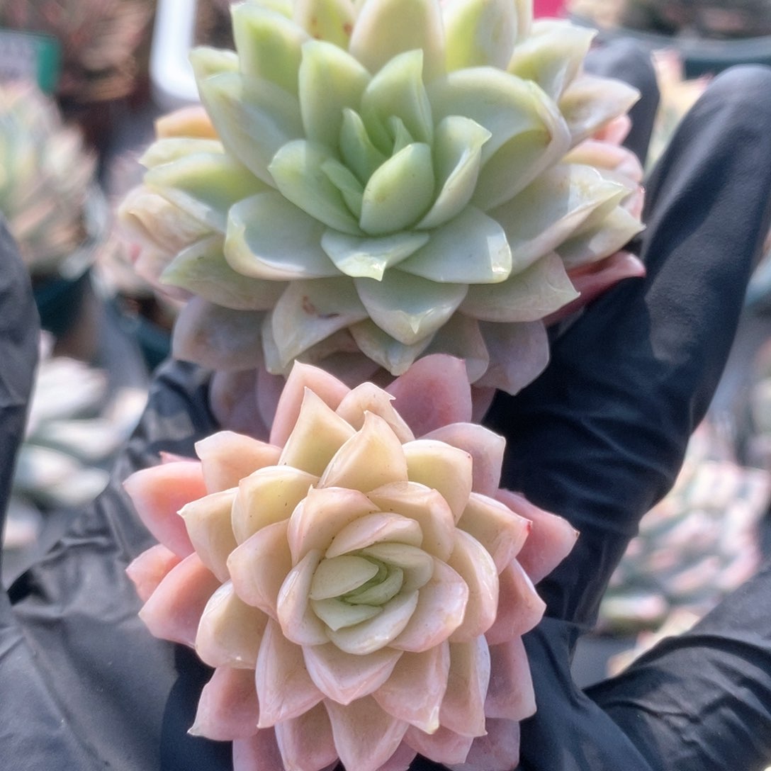 015冰玫瑰锦锦锦锦锦锦