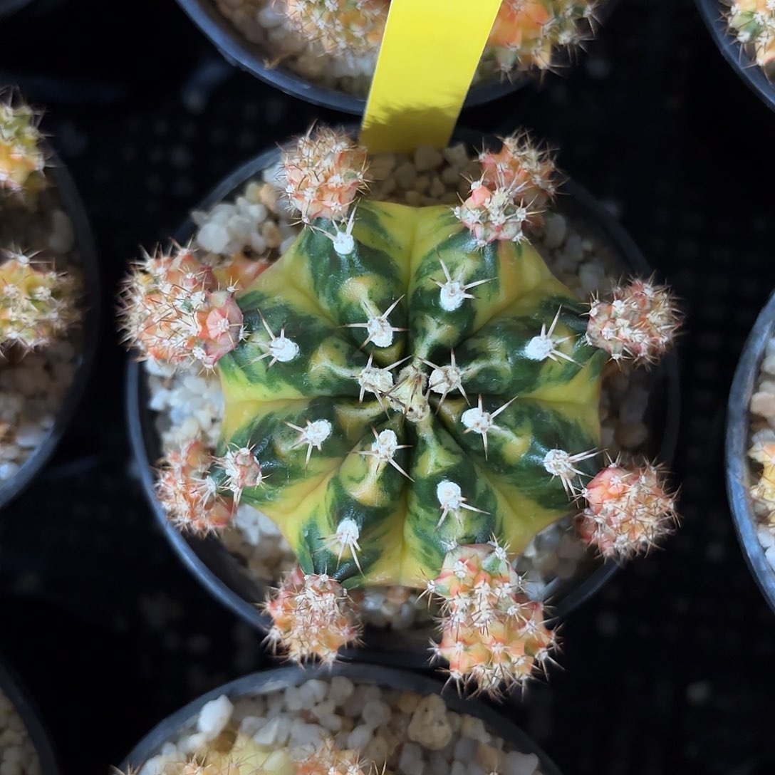 花**夏泰国米哈42-0202