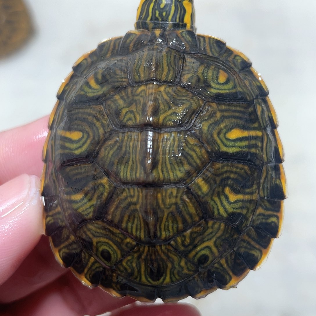 宠物龟不分公母耳