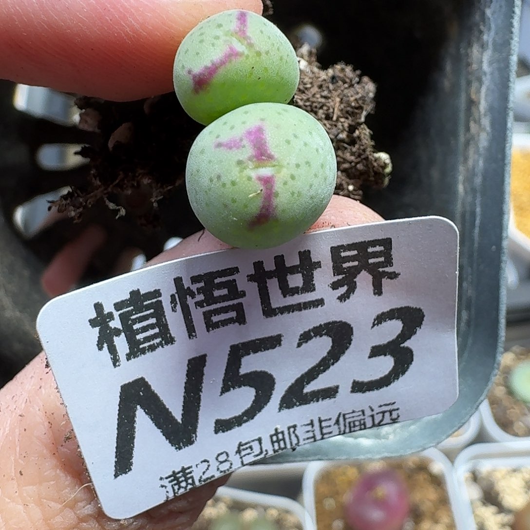 多肉植物的润泽ghjn