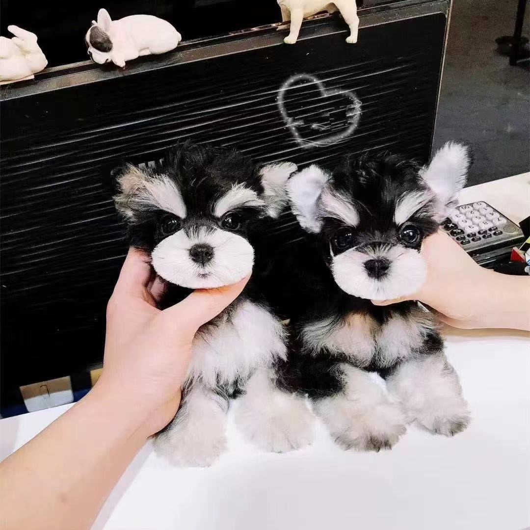 【瑞瑞家】小体萌系雪纳瑞狗狗活体雪纳瑞幼犬售卖家养雪纳瑞直播