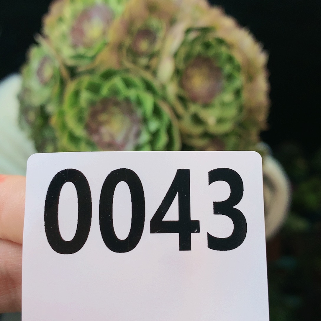 sssssssssssssssssss43