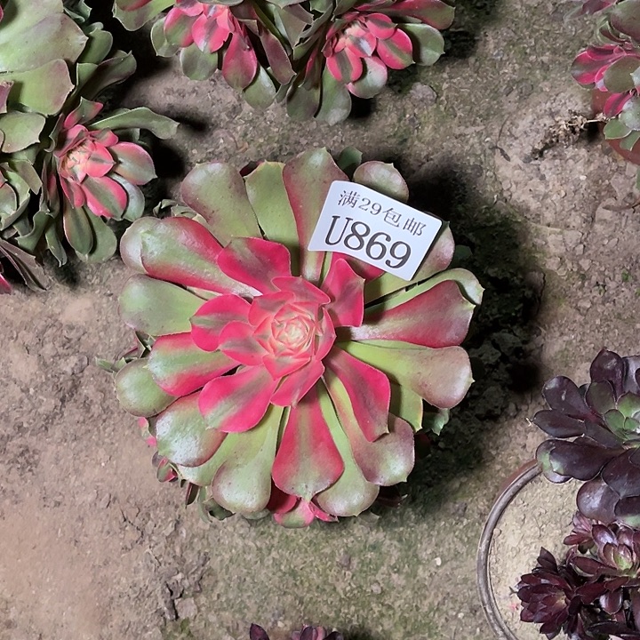 869香妃    多肉植物     