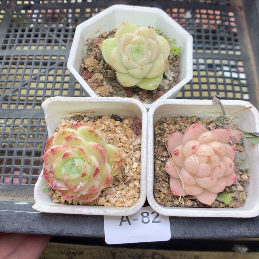 A82y y y y y y y y y y