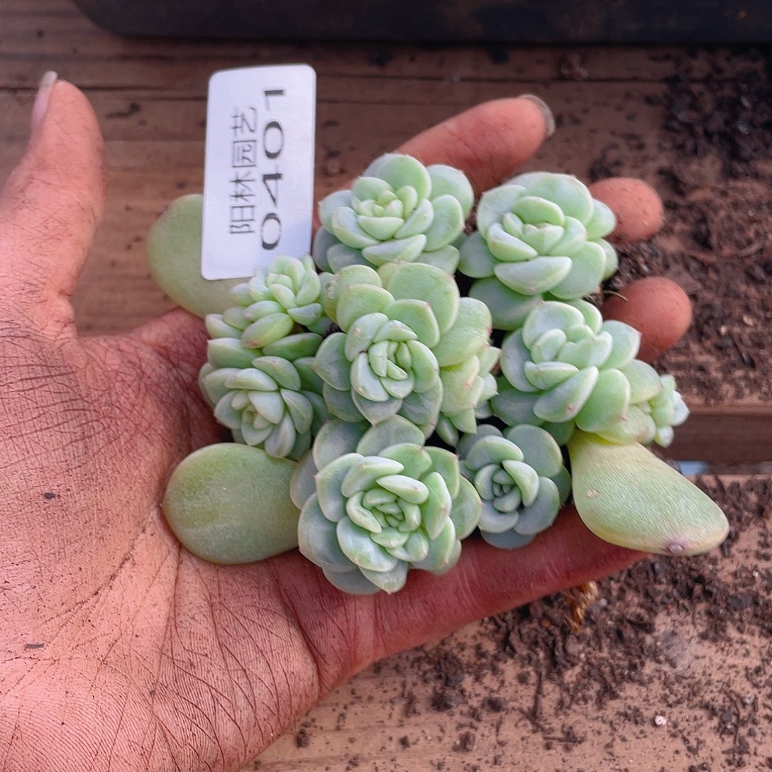 多肉植物多肉植物401