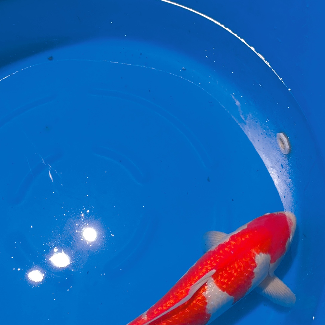 锦鲤红白专拍链接