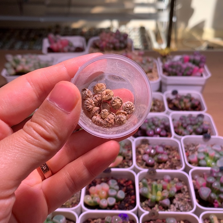 五十铃玉锦种荚2个