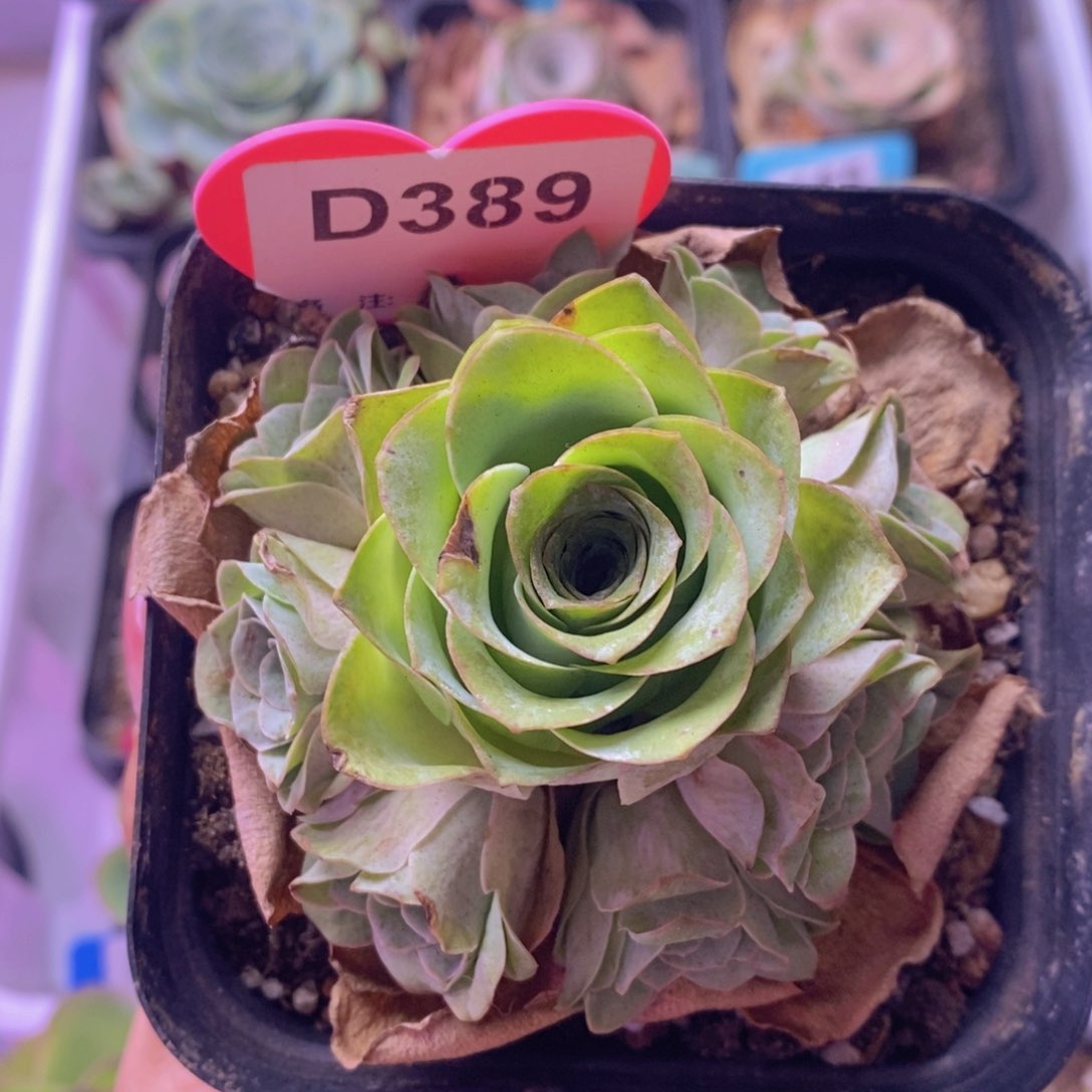 梦*紫芙玫瑰群一物一拍D389