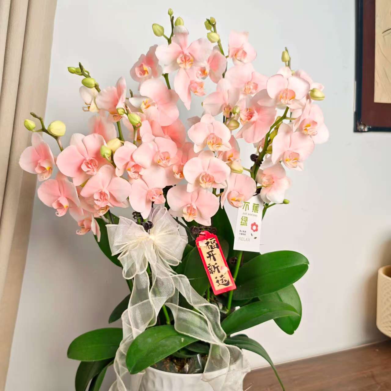 【蜜桃】蝴蝶兰 马克龙色系  稀有艺术喷染工艺 室内花卉