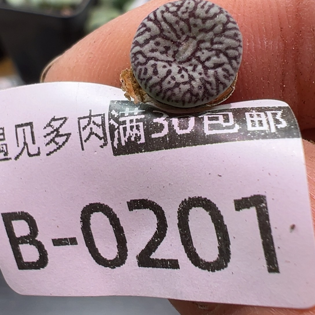 多肉植物111111111111