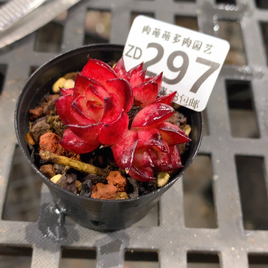 肉萌萌拇指盆精控多肉ZD297