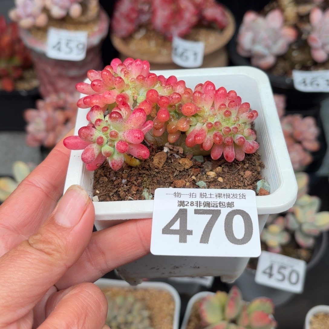 果冻乙女心缀化无盆土发货