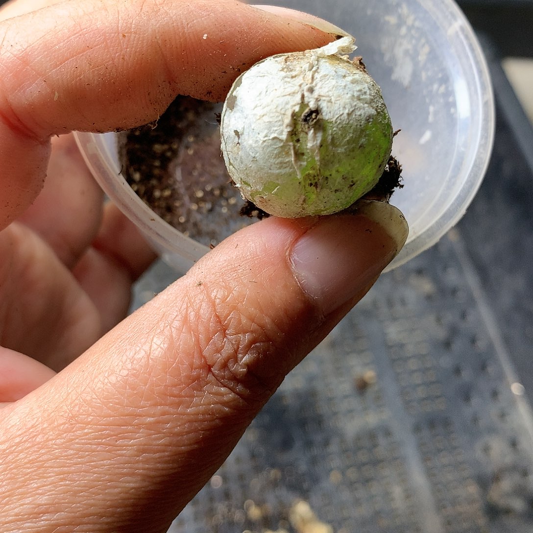 D456多肉植物保护