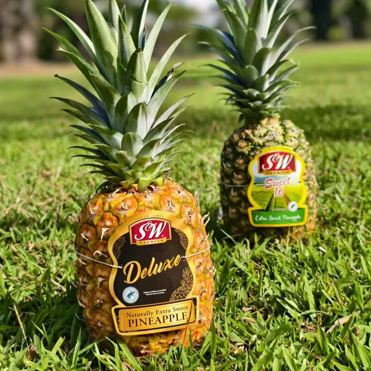 【臻果汇】菲律宾SW黄金凤梨2个/4.5-5斤 顺丰包邮