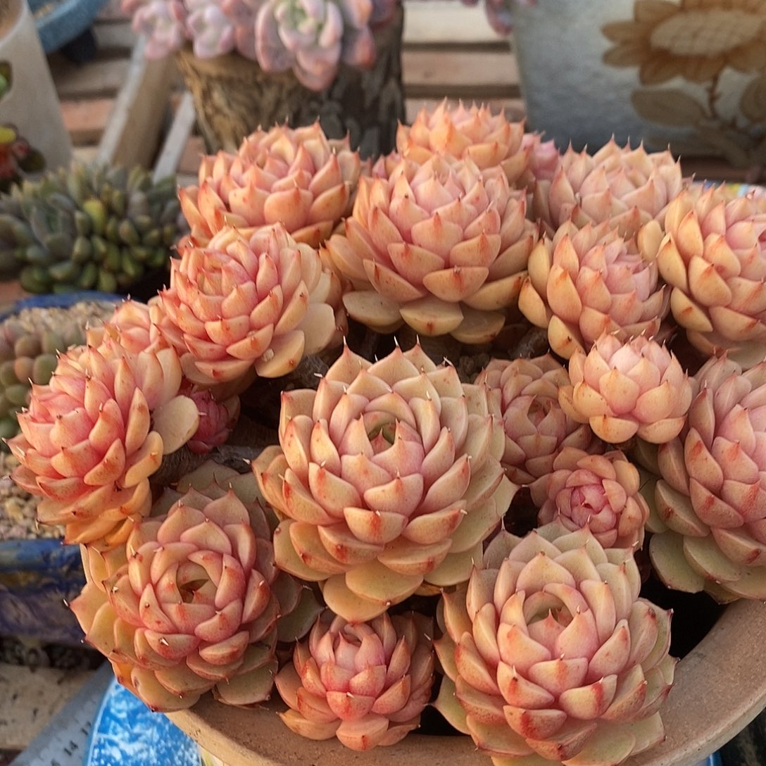 多肉植物肉肉植物