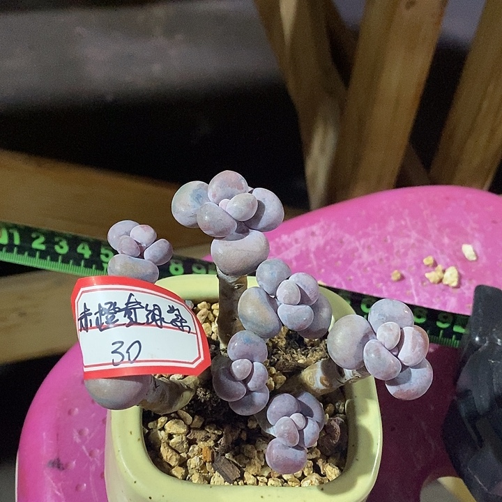 赤***紫阿尼索了烤鱼肯愉快