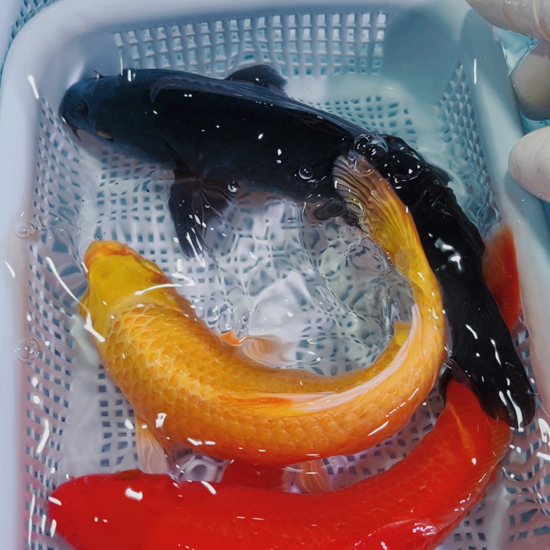 锦鲤锦鲤冷水观赏鱼