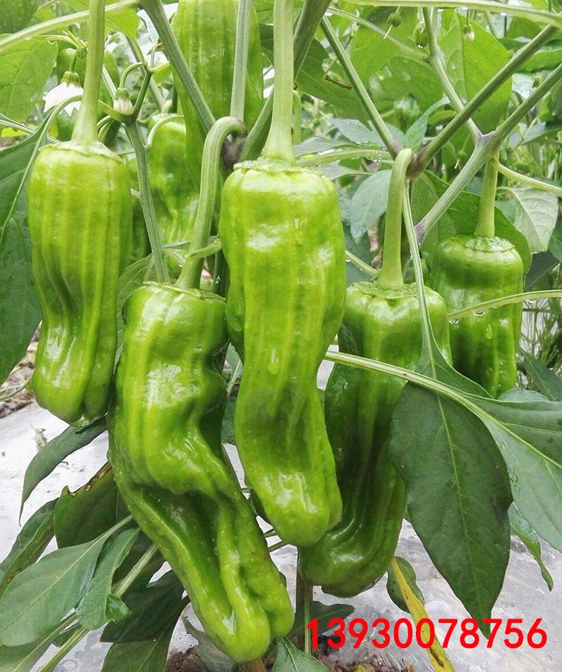 薄皮椒苗 【粉丝福利】