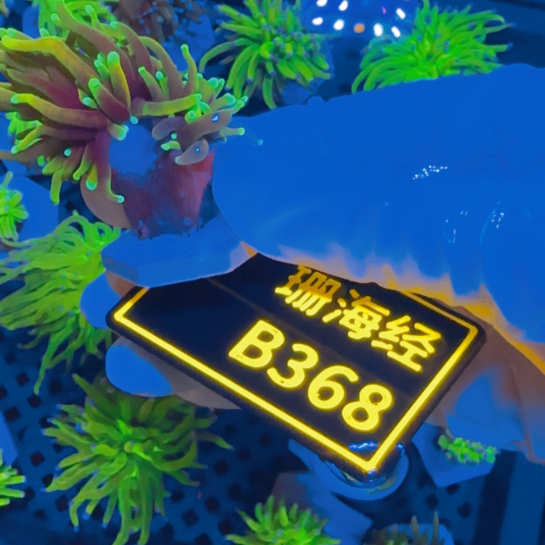纽扣珊瑚北****）晓晓不包邮露骨龙魂金B368