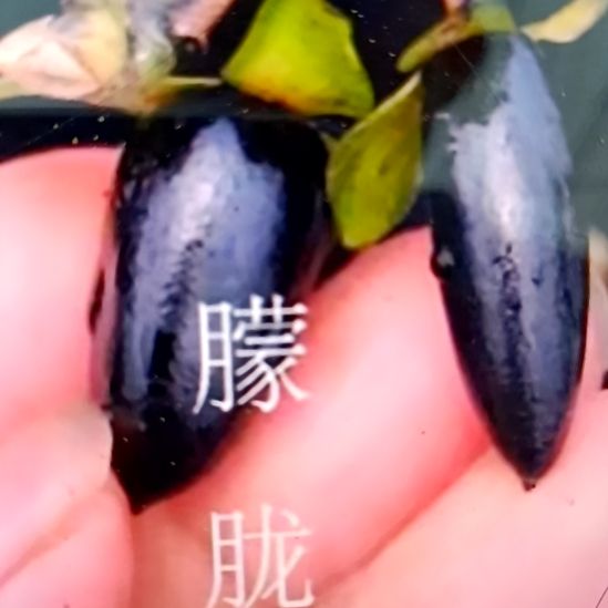 无花朵朦胧根苗老鸦