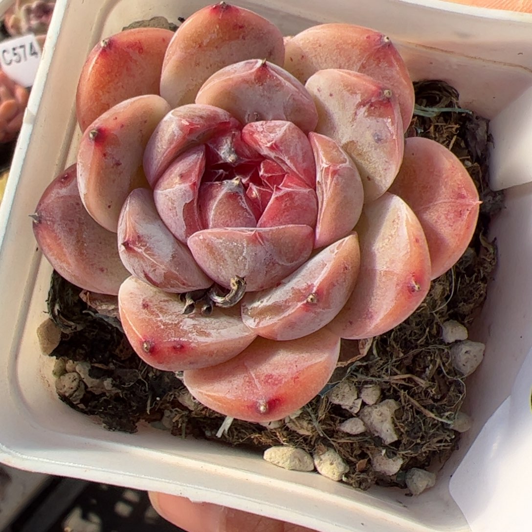 565 满38包邮一物一拍