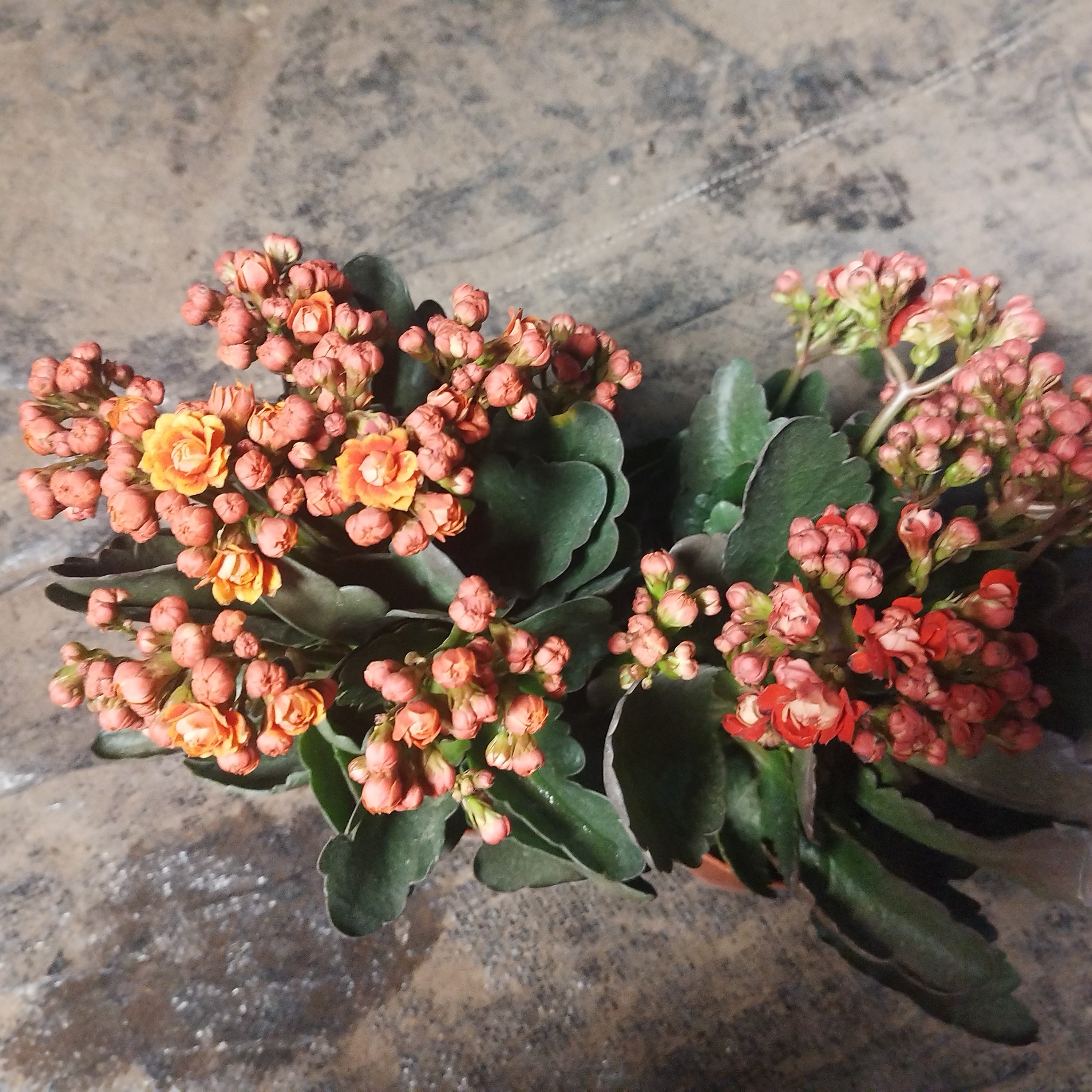 带花苞长寿花两盆。重瓣大花四季常开室内易养