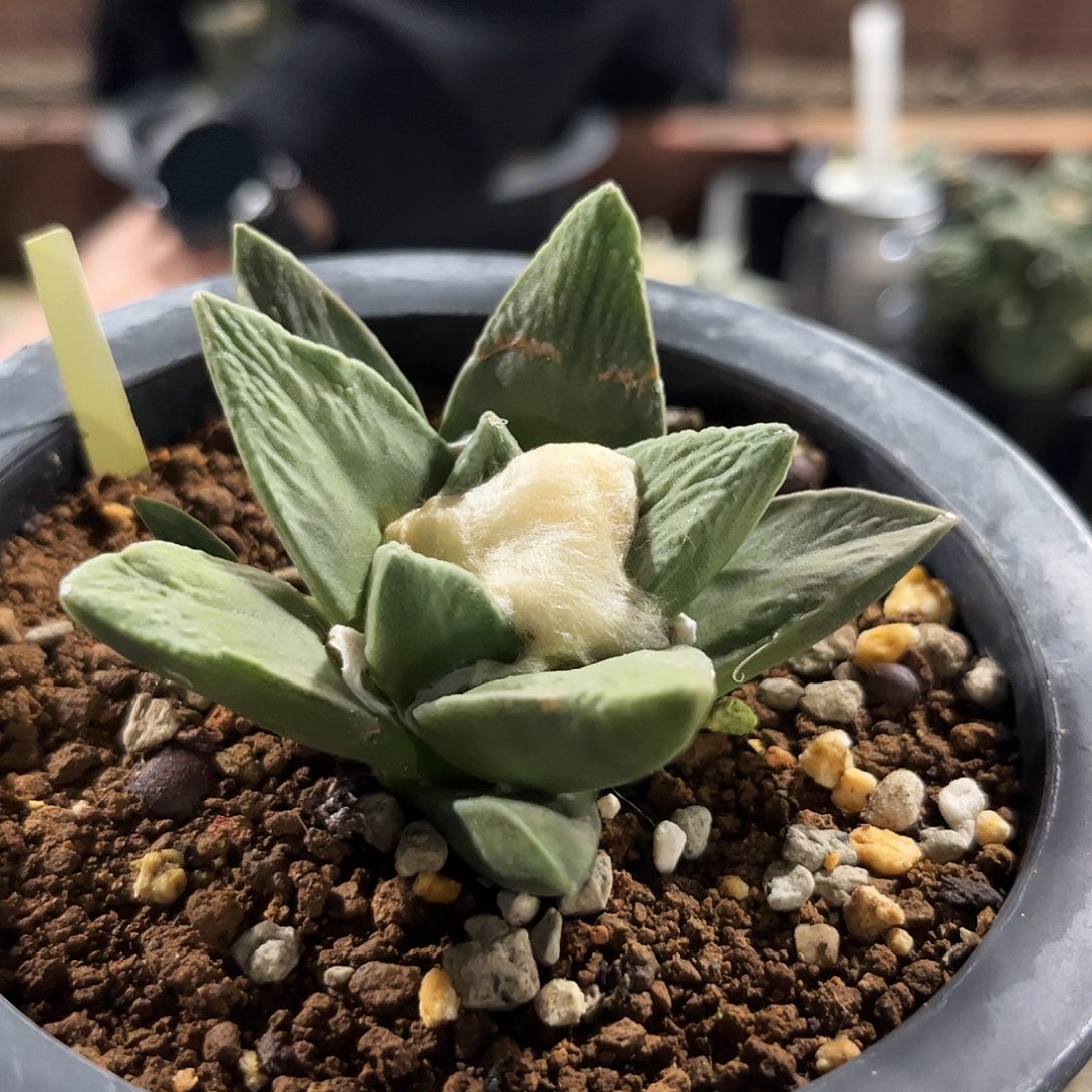 31号7cm实生龙角牡丹杂萝卜根