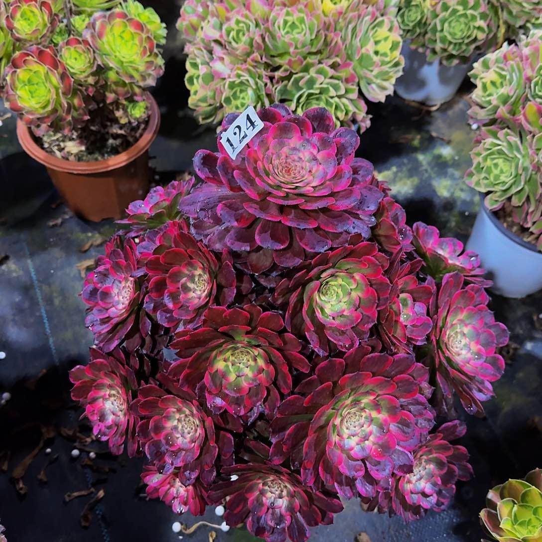 124黑金刚多肉植物