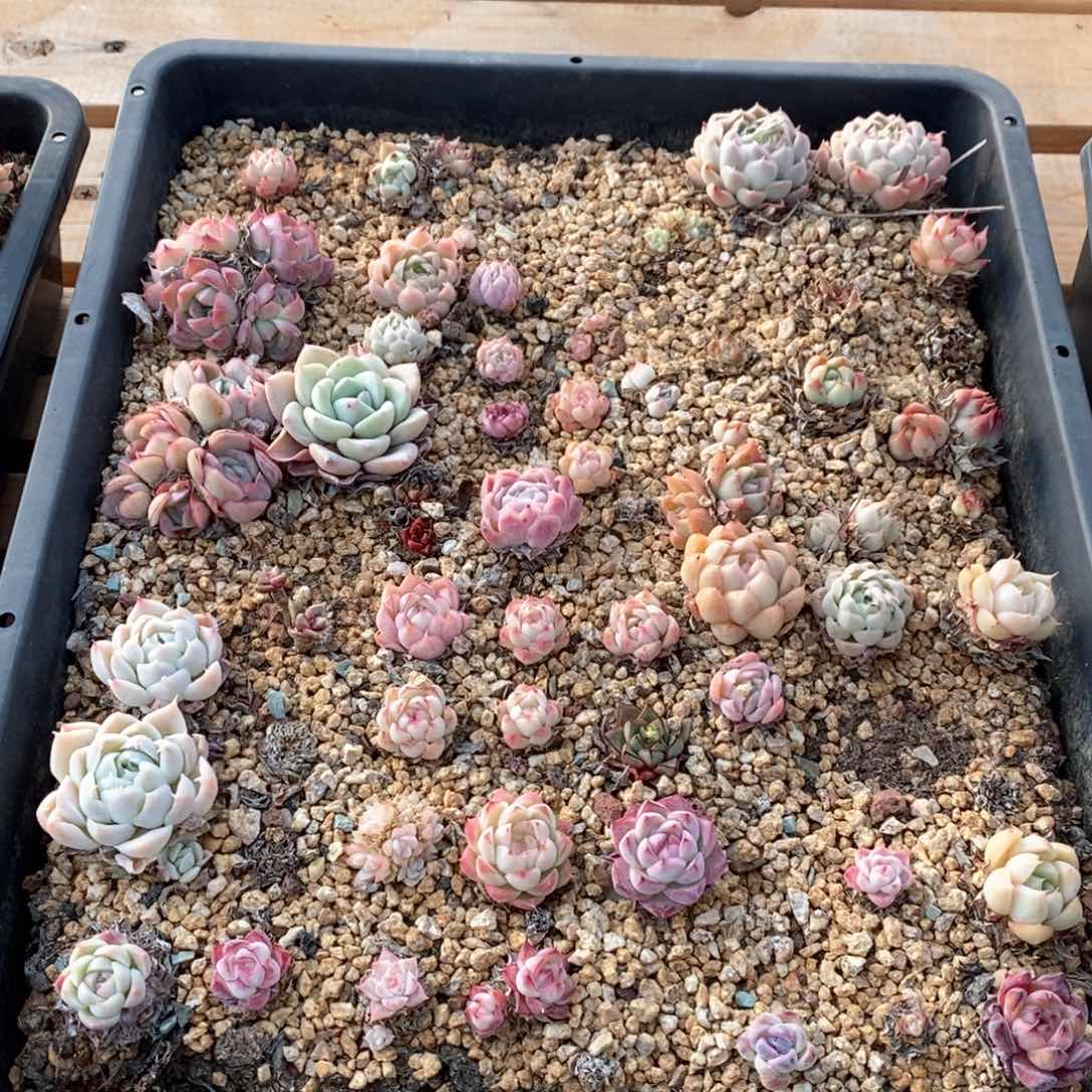 精品多肉一物一拍不包整178