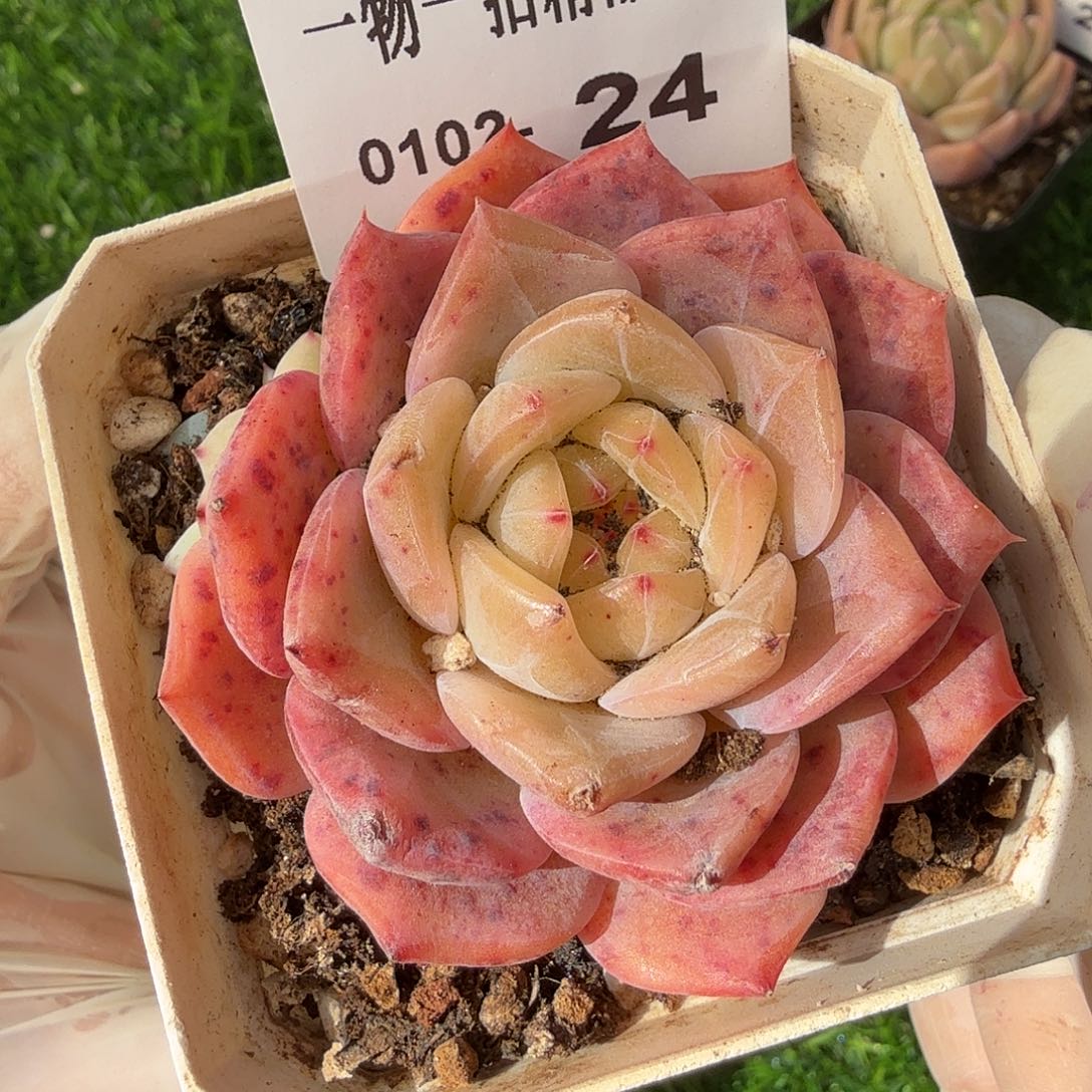 0102-24多肉一物一拍