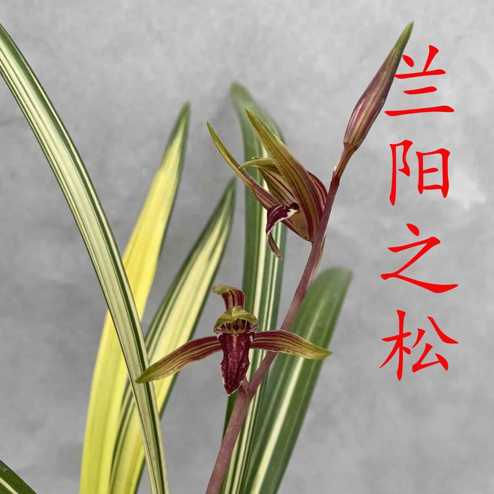 鑫雅花卉兰阳之松兰草苗名贵兰花盆景春节前后带花苞盆栽花卉绿植