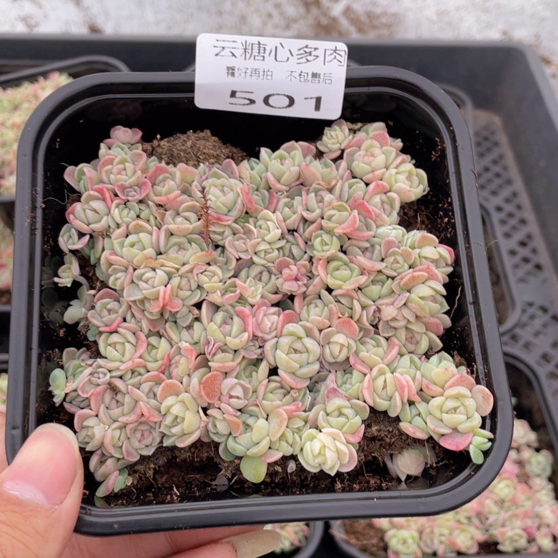 云糖心多肉植物501