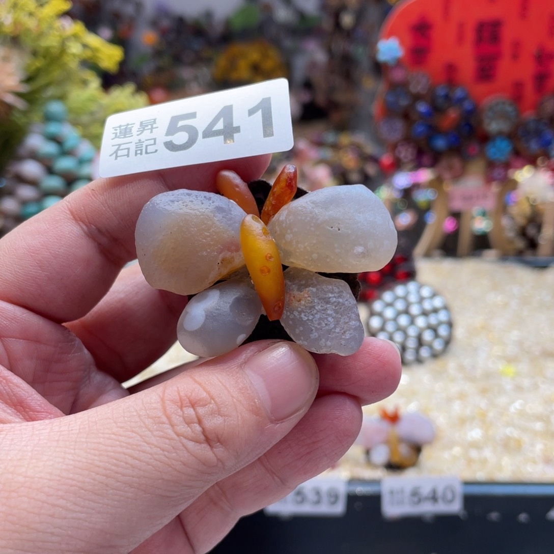 核桃木/黑胡桃（胡桃木）541