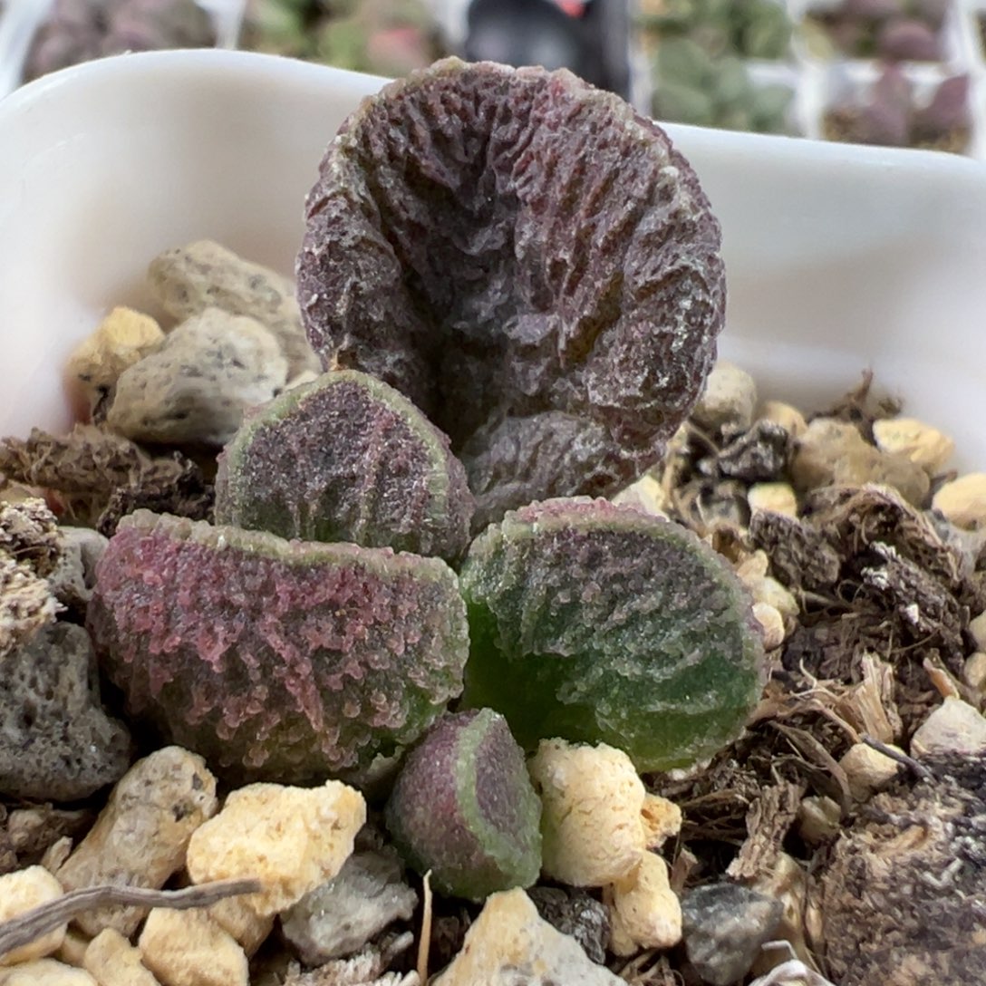 实生新品大苗多肉植物水泡多肉植物
