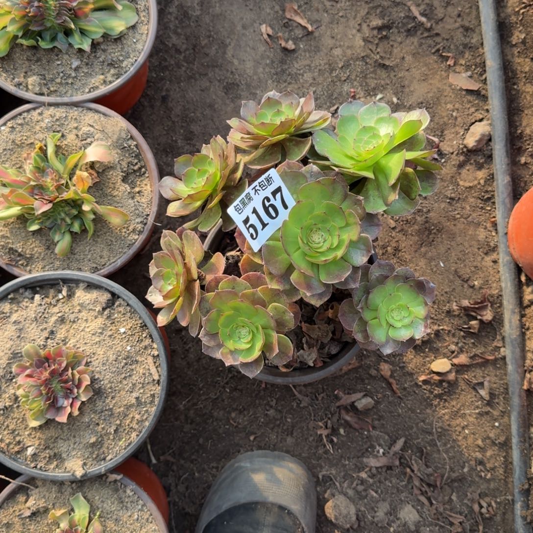 法师炽焰莲不包断5167 19-8