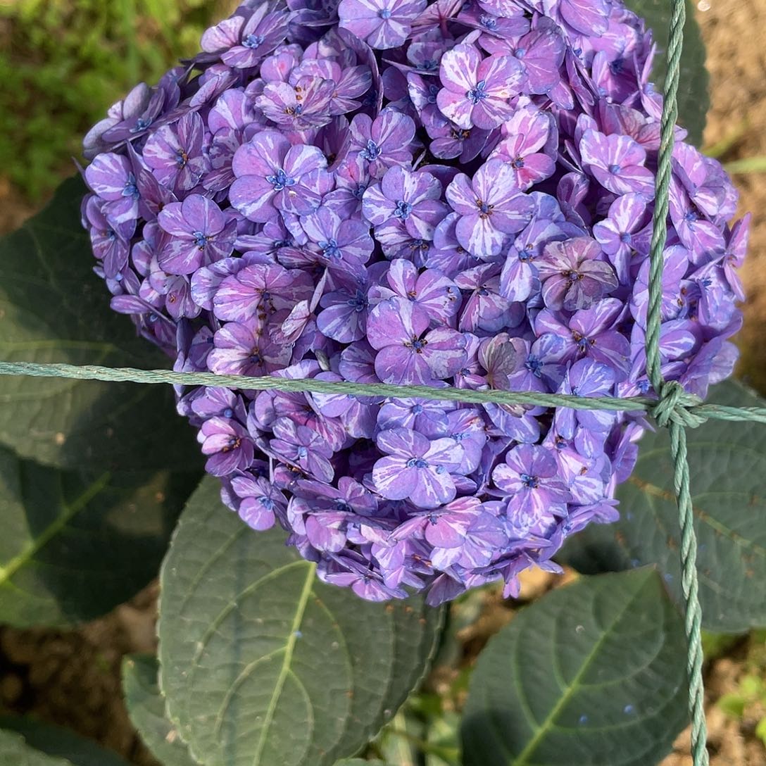 绣球切花一物一拍3枝起包邮，14