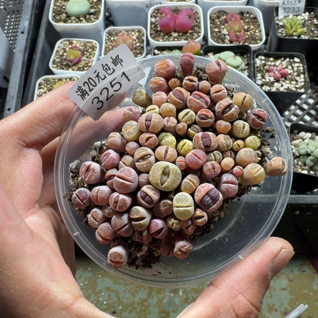 3251。菊混合一盒