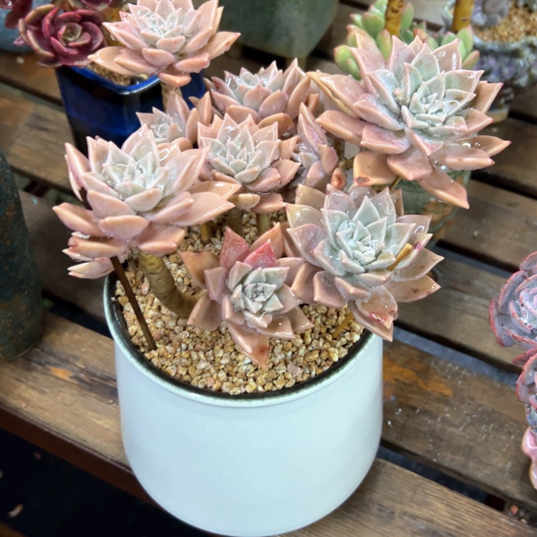 胧月红粉杂28 零零多肉植物