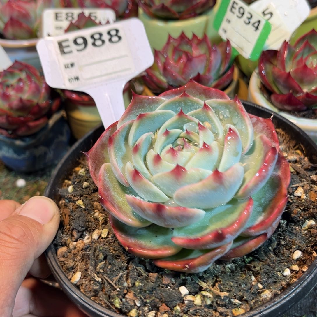 惊鸿一瞥988号多肉