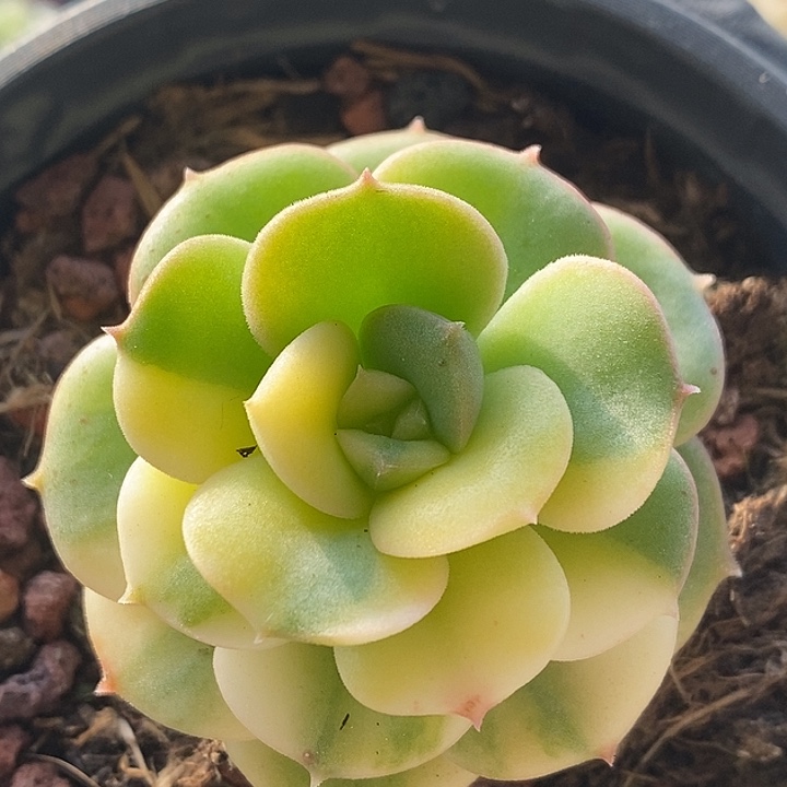 圆叶尼克玫瑰锦多肉植物