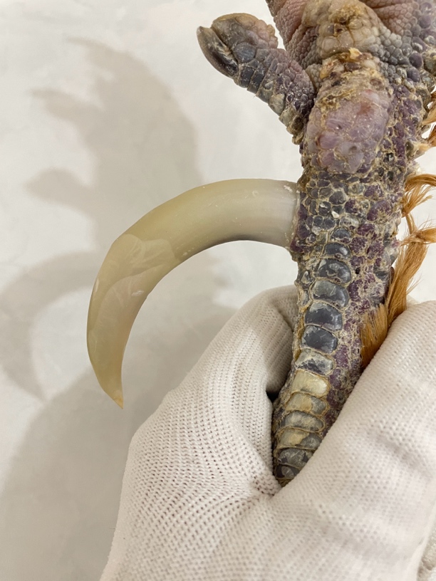 鸡爪骨手把件超粗骨大粗蹬弯钩带盔甲