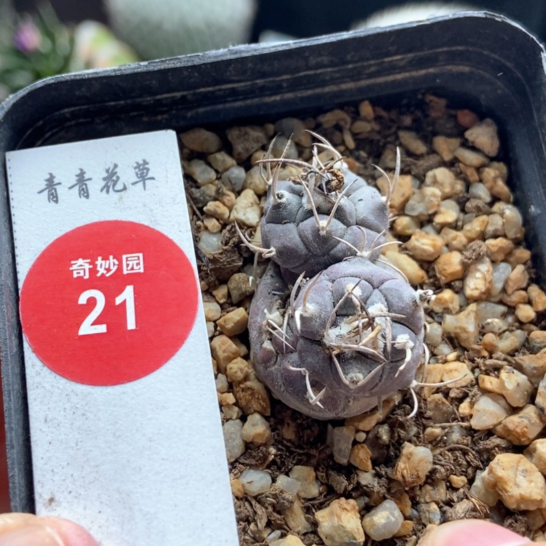 实生娇丽群有斑6.988669