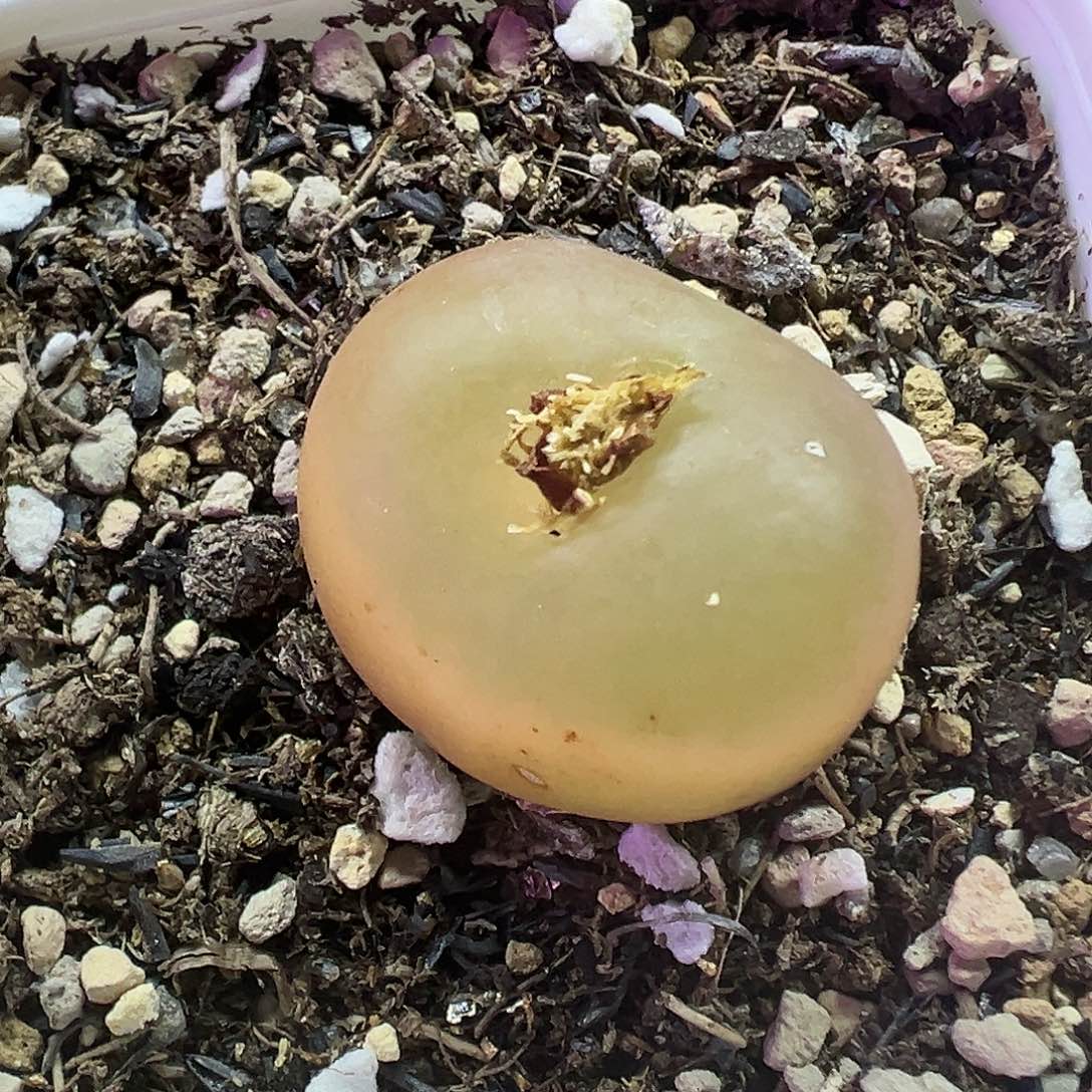 619超毛带盆土发货