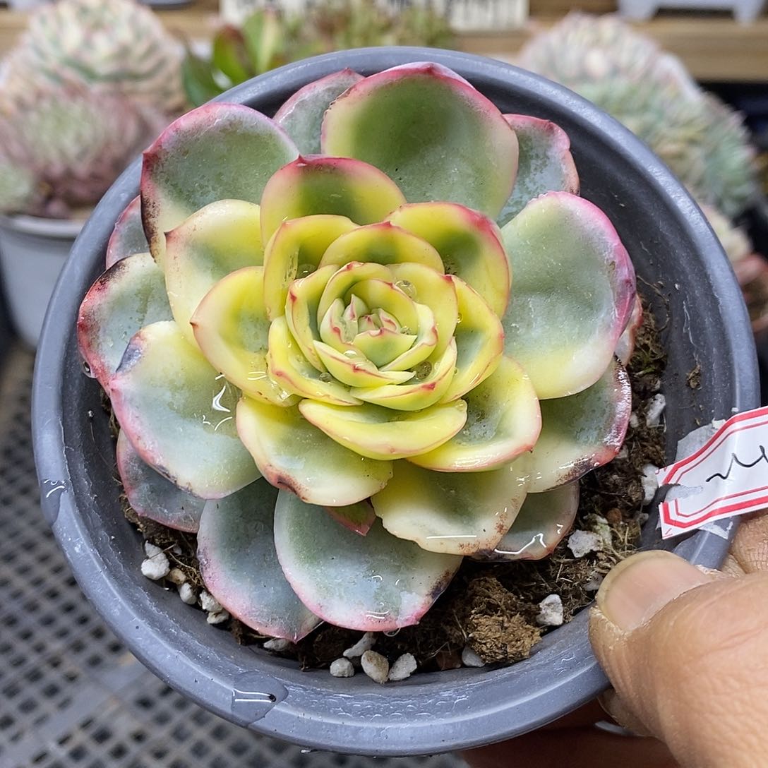 3124 晨露宽覆轮锦 11 厘米盆 需延时发货